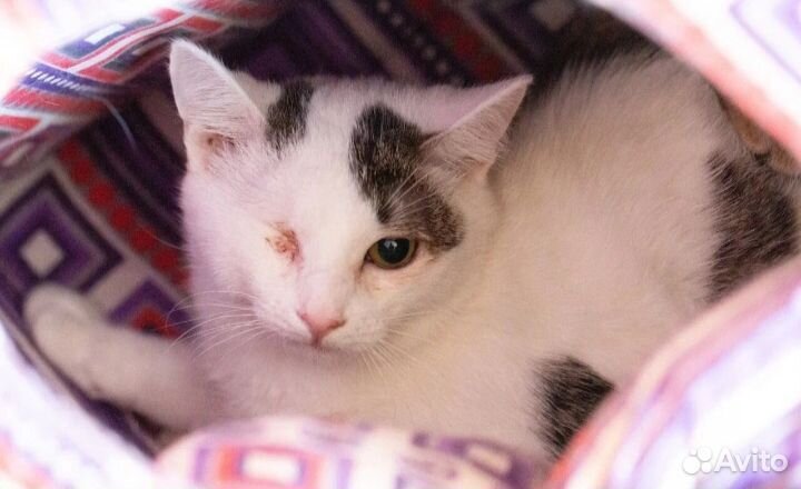 Котик Кики ждёт свою семью в приюте