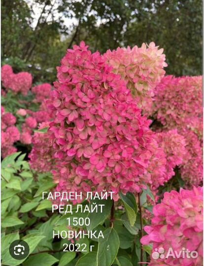 Гортензии