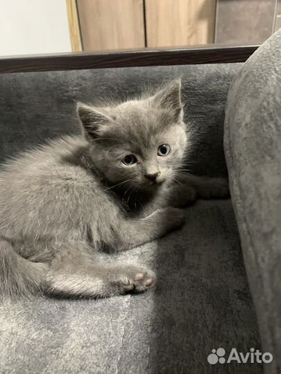 Котята - мышеловы