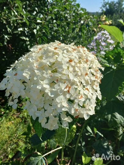 Гортензия метельчатая саженцы. Анабель