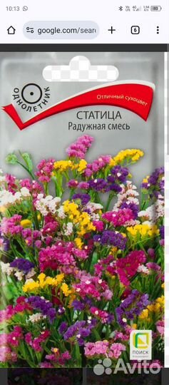 Рассада цветов. Статица (сухоцвет)