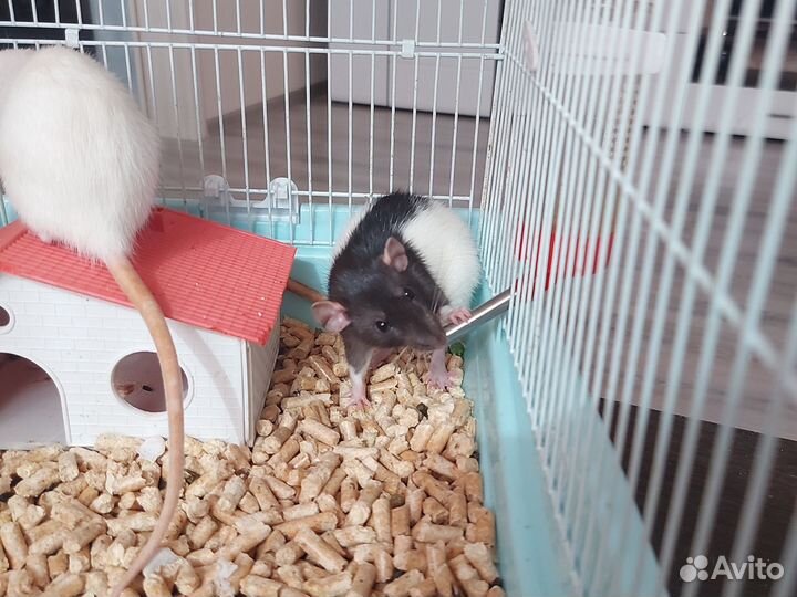 Крыса дамбо