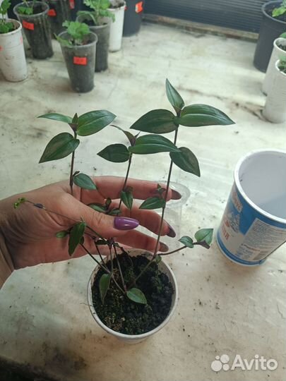 Традесканция гибазис 