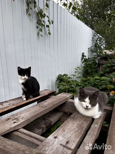 Котики в добрые руки