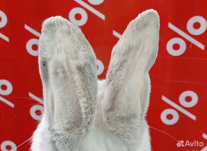 Чучело заяц русак с трубкой