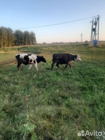 Бычки полугодовалые