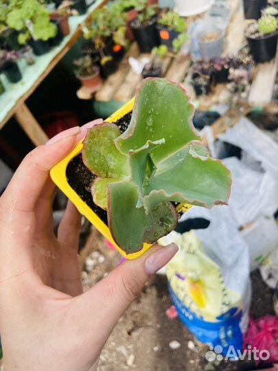 Суккуленты