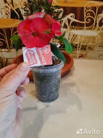 Молочай Миля (Euphorbia milii) крупноцветковый