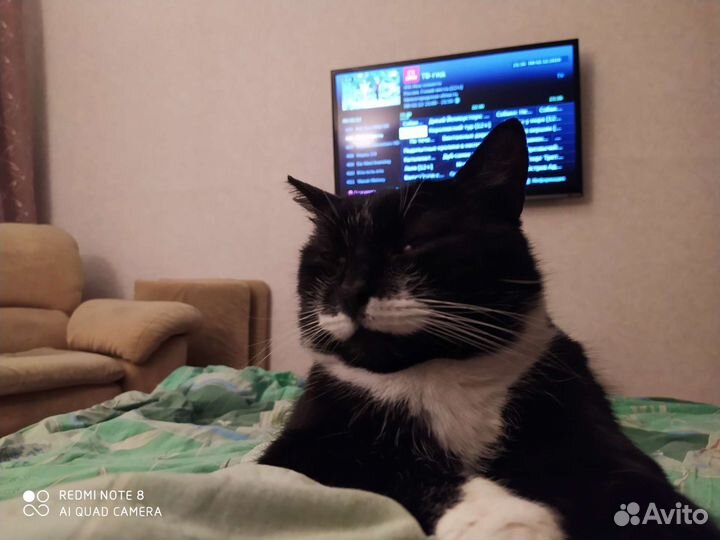 Котик в дар бесплатно