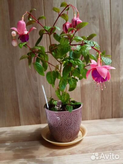 Фуксии черенки и молодые растения