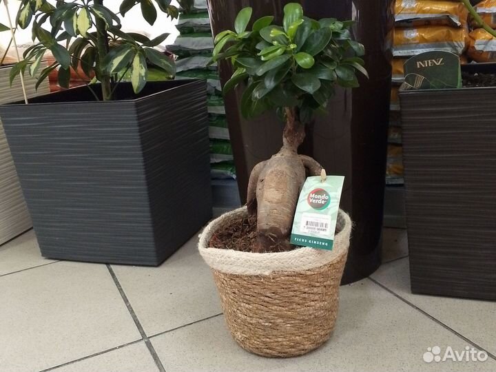 Фикус микрокарпа гинсенг