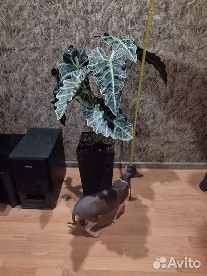 Продам цветы комнатные