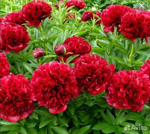 Пион Ред Грейс