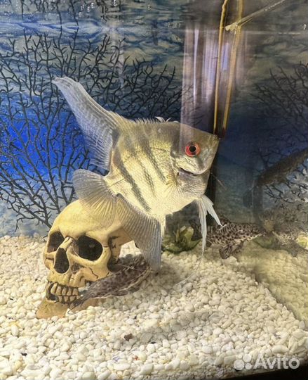 Скалярия, таракатум, мраморная гурами