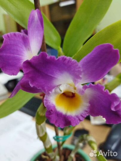 Дендробиум