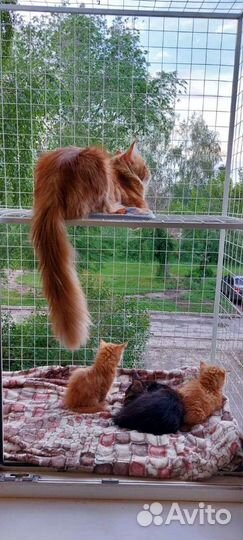 Балкончик для кошки