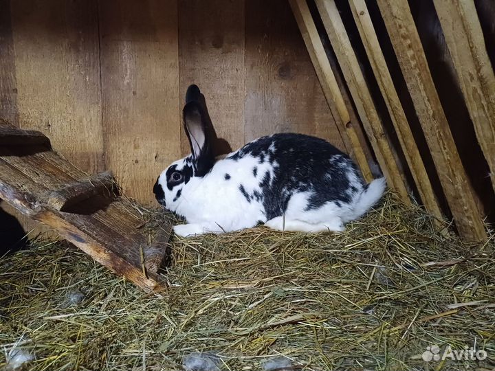 Кролики мясных пород