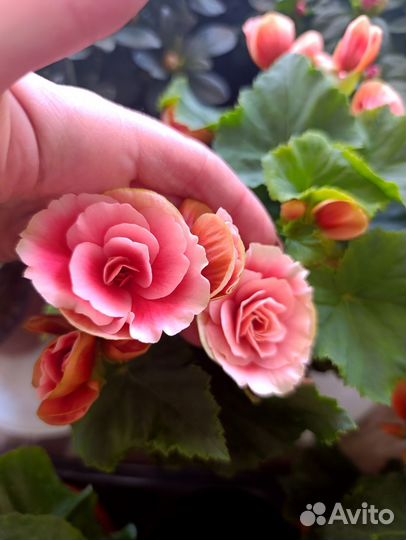 Бегония элатиор