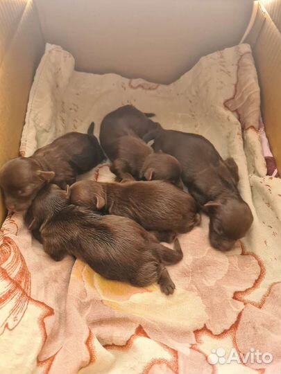 Шоколадный йорк