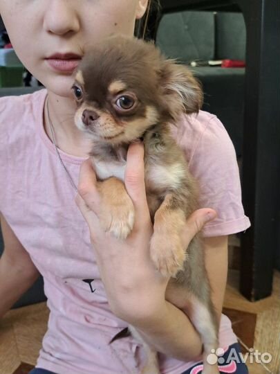 Щенки чихуахуа