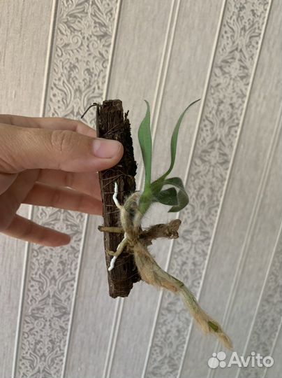 Орхидея дендробиум старческий