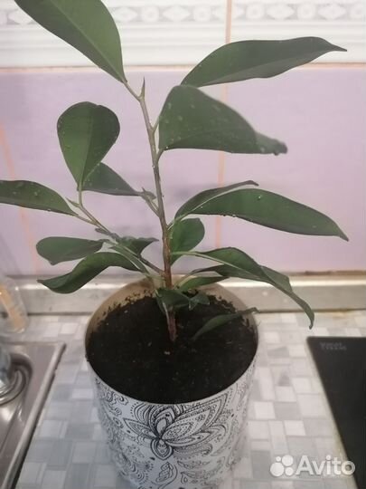 Фикус микрокарпа гинсенг