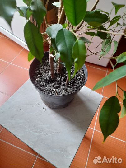 Фикус бенджамина