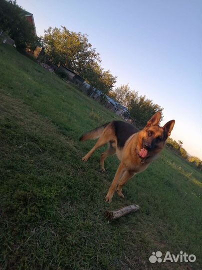 Немецкая овчарка вязка