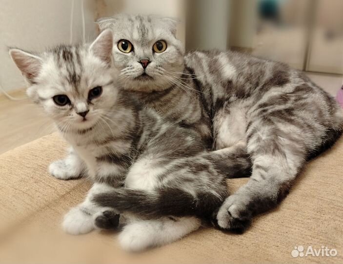 Британская