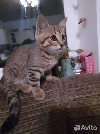 Тигр,сын лесного кота