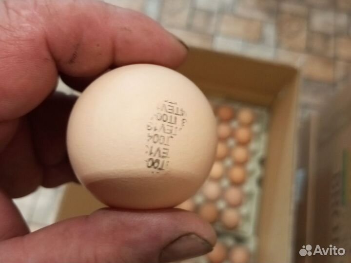 Инкубационное яйцо бройлера