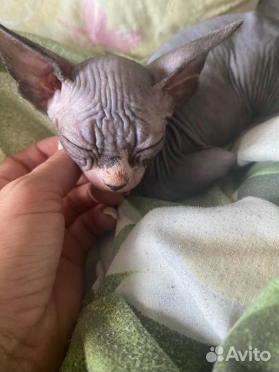 Канадский сфинкс