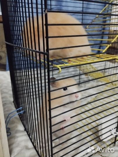 Сирийский хомяк бесплатно