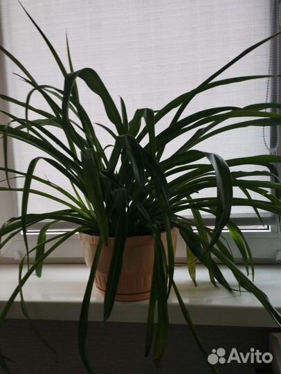 Хлорофитум