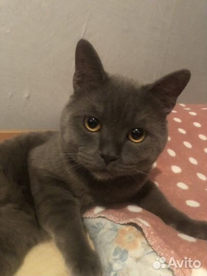 Британский кот в добрые руки