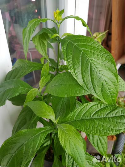 Пахистахис