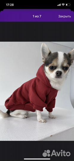 Одежда для животных