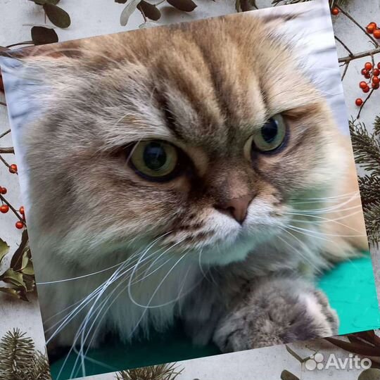 Стрижка животных
