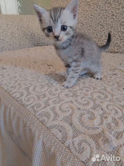 Домашние животные бесплатно