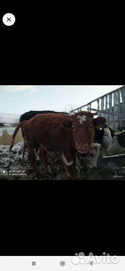 Крупный рогатый скот