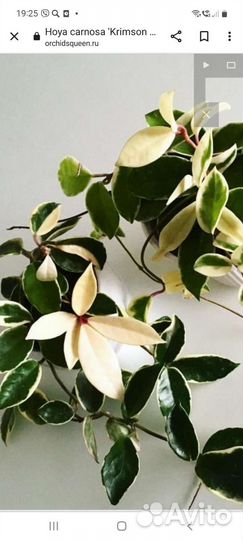 Хойя кримсон квин