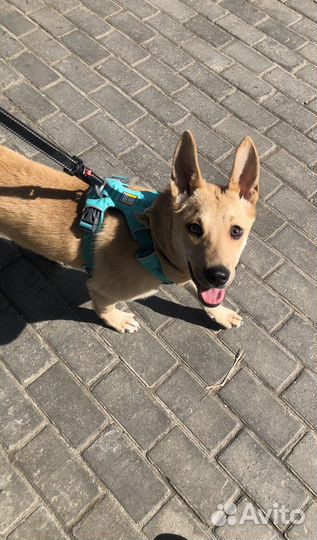 Щенок в добрые руки бесплатно