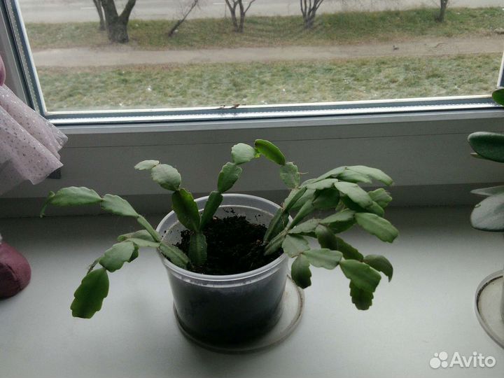 Цветок декабрист