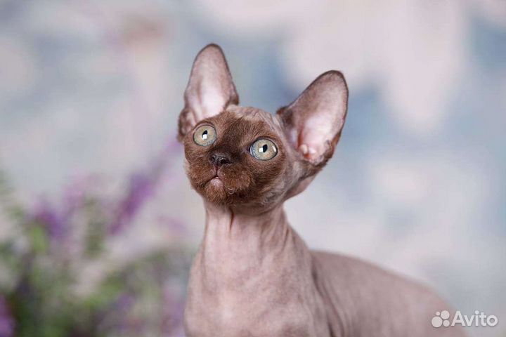 Элитные котята сфинкс