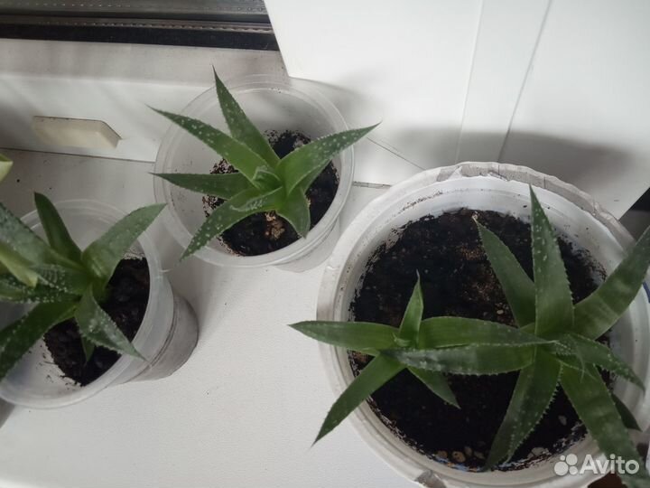 Алоэ остистое (Аристата)