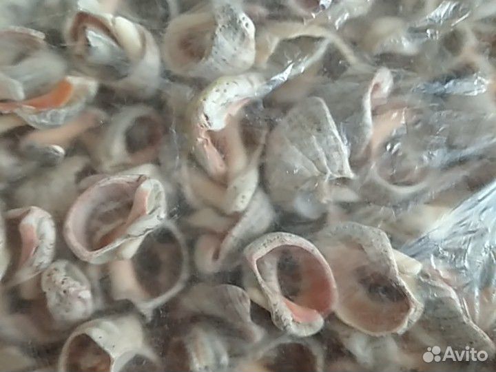 Ракушки в аквариум