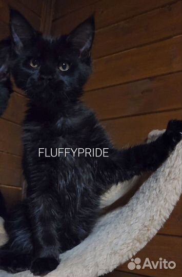 Мейн-кун котята. Питомник fluffypride