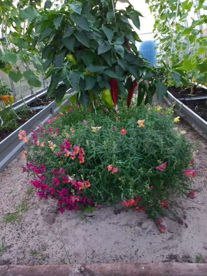 Дом 48,8 м² на участке 7,2 сот.