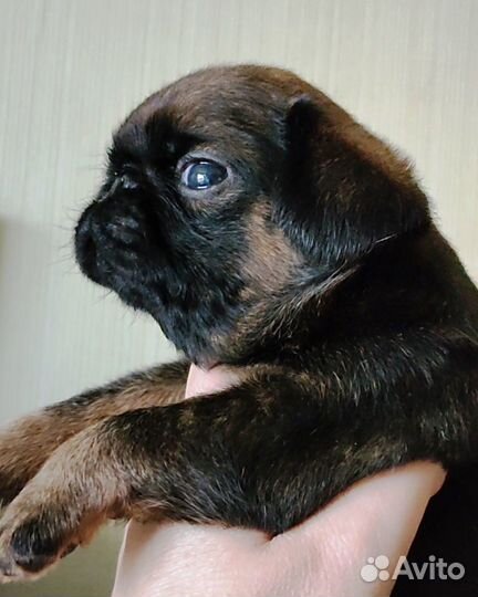 Пти брабансон щенки мальчики