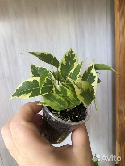 Фикус Бенджамина Кинки и Наташа